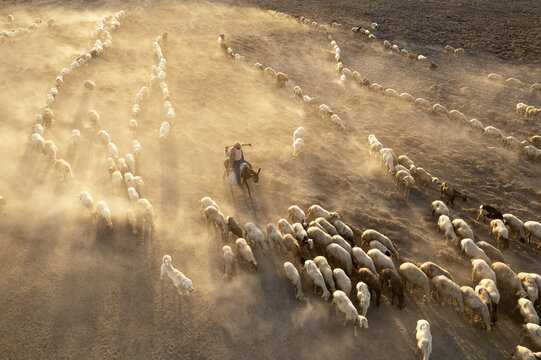Eregli, Konya, Turkiye - 09 August 2025: Aerial view of a shepherd riding a donkey while herding a large flock of sheep through a dusty field at sunset.