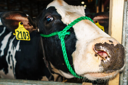 A close-up of a curious cow looking at the camera with its large nose in the foreground