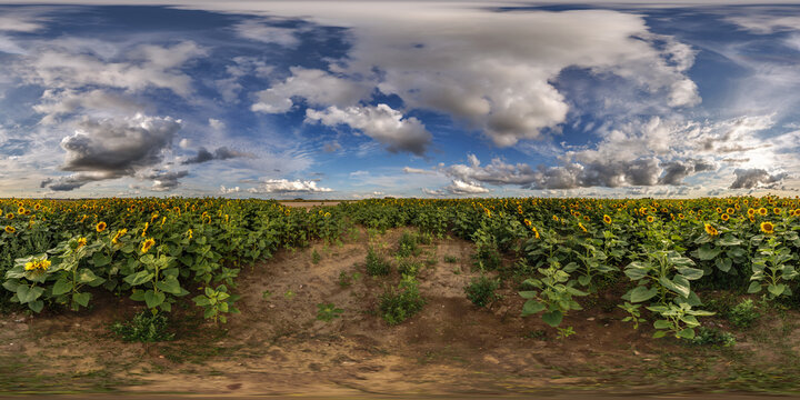 full seamless spherical hdri panorama 360 by 180 degrees angle view on gravel road near sunflowers fields in sunny summer evening in equirectangular projection, skybox VR AR virtual reality content