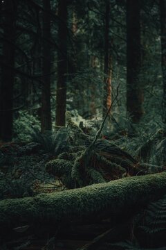 View of a moss-covered fallen log on the forest floor surrounded by lush ferns and towering trees in a temperate rainforest in Vancouver, British Columbia, Canada.