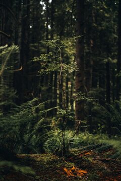 View of a slender sapling growing in a dense, dark forest with lush ferns on the forest floor in Vancouver, British Columbia, Canada.