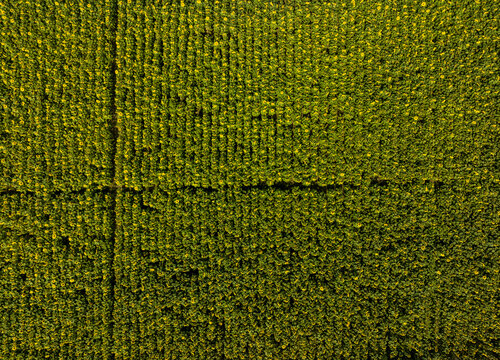 Aerial view of a vast sunflower field with rows of yellow flowers and green foliage in Faridpur, Dhaka Division, Bangladesh.