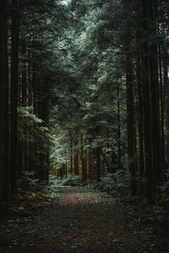 View of a tranquil forest path winding through dense evergreen trees with soft natural light in Vancouver, British Columbia, Canada.