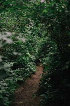 View of a narrow dirt path winding through a dense, lush green forest with overhanging foliage and soft natural light in Vancouver, British Columbia, Canada.