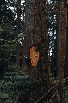 View of a pileated woodpecker perched on a mossy tree trunk with a large patch of exposed wood in a dense forest in Vancouver, British Columbia, Canada.