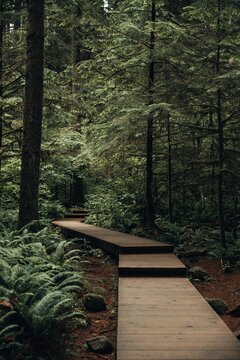 View of a wooden boardwalk winding through a dense, lush forest with tall evergreen trees and vibrant ferns in Vancouver, British Columbia, Canada.