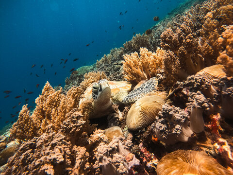 View of a sea turtle resting among colorful coral reefs and small fish in the clear Mediterranean waters of Kas, Antalya, Turkey.