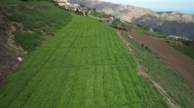 Aerial view of lush green agricultural fields and terraced hillsides in the mountainous landscape of Colonia Tovar near Caracas, Miranda, Venezuela.