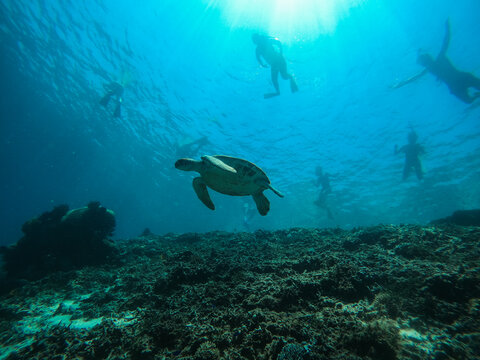 View of a sea turtle swimming gracefully over a coral reef with snorkelers visible near the water surface in Kas, Antalya, Turkiye.