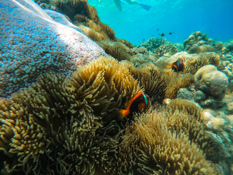 View of a vibrant clownfish swimming among the tentacles of a sea anemone in the clear blue waters of the Mediterranean Sea near Kas, Antalya, Turkey.