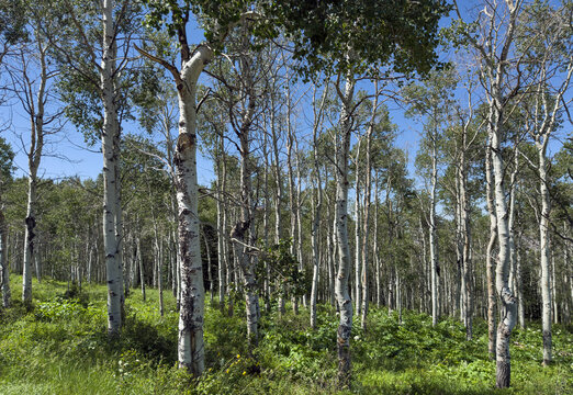 View of a dense grove of white bark aspen trees and vibrant green foliage under a clear blue sky in Wolcott, Colorado, United States.