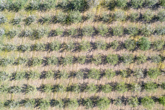 Karaman, Turkiye - 24 April 2023: Aerial view of an apple orchard with rows of trees planted in a grid pattern, casting long shadows on the ground.