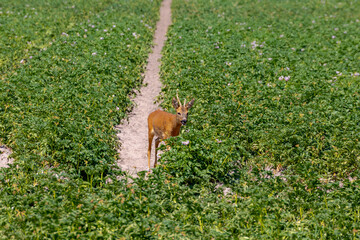 Fototapeta premium Selective focus of orange Sambar deer in its habitat walking in farmland, Plots of green potatoes vegetables plants, The sambar is a large deer native to the Indian subcontinent, Living out naturally.
