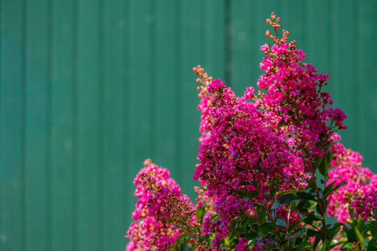 Selective focus of purple flowers in the garden, Crape Myrtle known for its vibrant fuchsia-pink flower clusters, Lagerstroemia indica is a genus of deciduous and evergreen trees, Natural background.