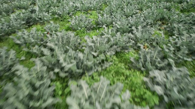 Aerial view of lush green broccoli crops growing in rows across an agricultural field in Caracas, Miranda, Venezuela.