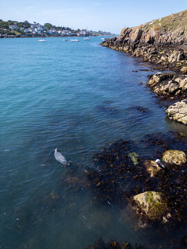 Aerial view of a seal swimming in the clear blue waters near the rocky coastline of Dalkey Island with seaweed-covered rocks and distant boats in Dublin, County Dublin, Ireland.