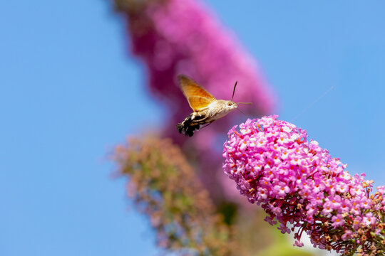 Selective focus of small butterfly sucking pollen of Summer lilac flowers (Vlinderstruik or Buddleja davidii) The Hummingbird hawk-moth (Kolibrievlinder) is a species of hawk moth, Wildlife of insects