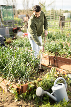 Male farmer works with a hoe in garden, harrowing soil in the beds