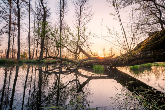 View of a fallen tree trunk over a calm pond in Kampinos National Park at sunrise, with reflections in the water and tall forest trees in the background, Wojewodztwo Mazowieckie, Poland.