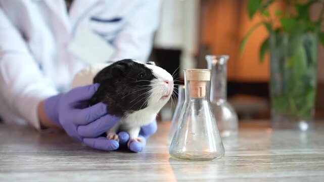 A veterinarian or lab technician holds a black-and-white guinea pig during an examination. Veterinary care, pet health, black and white.