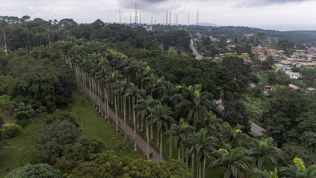 Aerial view of Aburi Botanical Gardens and Park featuring a long path lined with tall palm trees surrounded by lush tropical vegetation and the town of Aburi, Eastern Region, Ghana.
