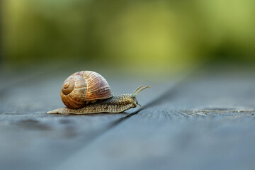 Belarus. Mogilev. Grape snail crawling on a board. © Алексей Смышляев