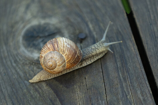 Belarus. Mogilev. Grape snail crawling on a board.