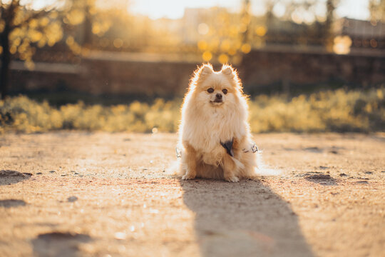 Fluffy pomeranian spitz sitting on ground at sunset during golden hour. Backlit pet outdoor lifestyle portrait.