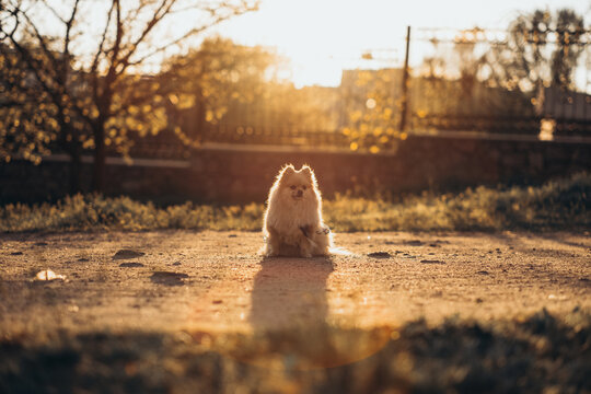Fluffy pomeranian spitz sitting on ground at sunset during golden hour. Backlit pet outdoor lifestyle portrait.