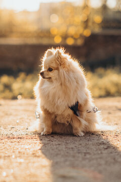Fluffy pomeranian spitz sitting on ground at sunset during golden hour. Backlit pet outdoor lifestyle portrait.
