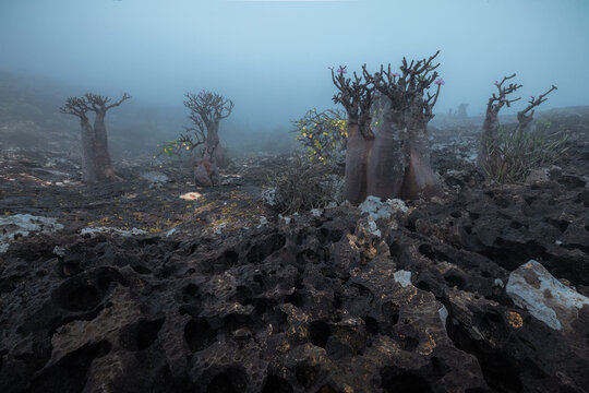 View of Adenium obesum socotranum bottle trees on rugged volcanic rock formations in a misty landscape in Socotra, Yemen.