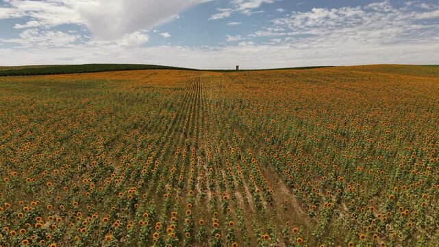 Aerial view of colorful crop fields in Rueda