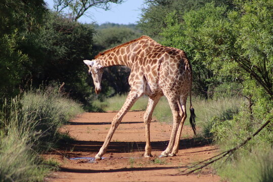 View of a giraffe drinking from a puddle on a dirt road at Finfoot Lake Reserve By Dream Resorts in Bojating, North West, South Africa.