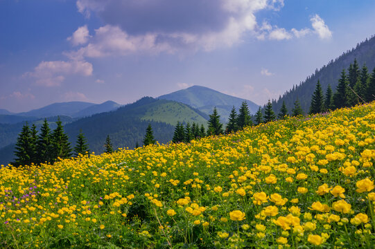View of vibrant yellow globeflowers blooming in a lush meadow beneath the slopes of Ploska mountain in Velka Fatra National Park, Bela-Dulice, Zilina Region, Slovakia.