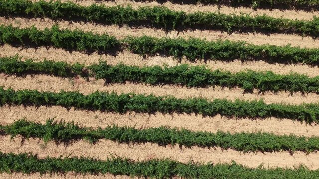 Parallel crop rows in rural Valladolid Spain