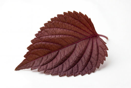 Single fresh red perilla leaf with textured veins on white space