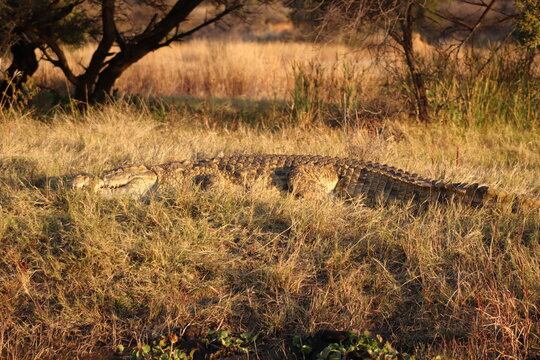 View of a large Nile crocodile resting in dry golden grass near the water at Vaalkop Dam, Bojanala Platinum District Municipality, North West, South Africa.