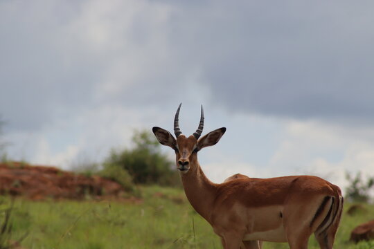 View of an impala standing in the grassy landscape of Finfoot Lake Reserve By Dream Resorts under a cloudy sky in Bojating, North West, South Africa.