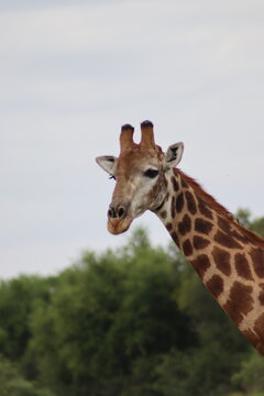 View of a giraffe head and neck with distinctive spotted patterns against a backdrop of lush green trees at Finfoot Lake Reserve By Dream Resorts in Bojating, North West, South Africa.