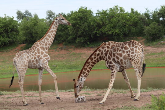 View of two giraffes at a watering hole in Finfoot Lake Reserve, one standing and one licking a salt block on the ground with green trees in the background Bojating, North West, South Africa.