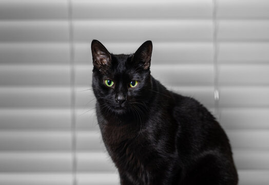 Serious facial expression on black short haired house cat sitting by window, pet stock photo. 