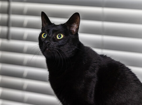 Photo of domestic black house cat sitting by window wide eyed and looking up.