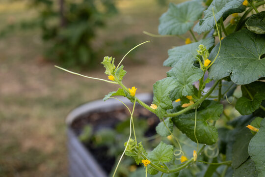 Photo of a background garden close up of cantaloupe tendrils growing out and yellow buds.