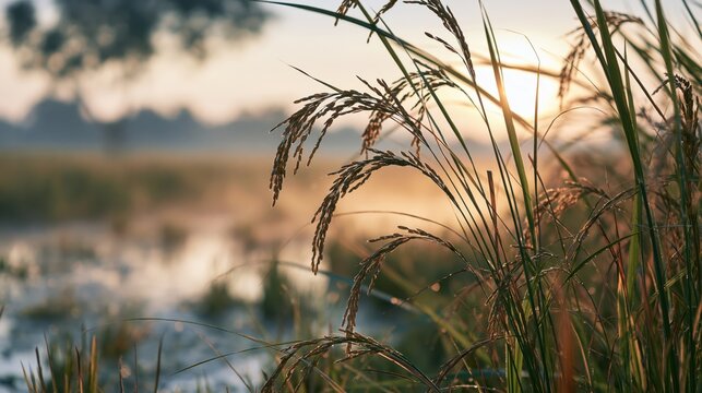Wild rice stalks bend over a misty flooded paddy field with soft light at dawn