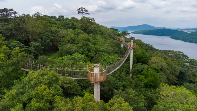 Akosombo, Ghana - 11 September 2022: Aerial view of The Peninsula Resort canopy walkway suspended above lush tropical forest with the Volta Lake in the background.