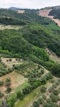 Scenic aerial drone view of green rolling hills and countryside houses nestled among olive trees in province of Teramo Abruzzo region landscape Italy.