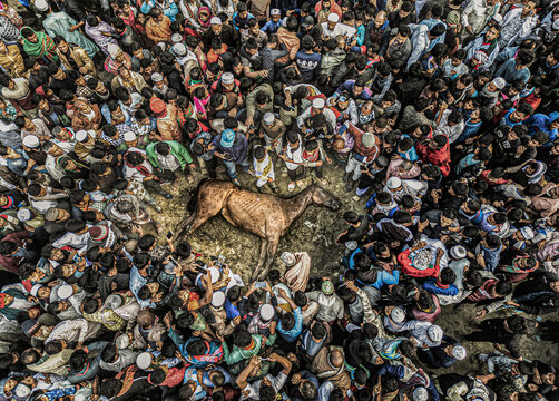 Mymensingh, Bangladesh - 24 January 2025: Aerial view of a large crowd gathered around a horse lying on the ground in a rural area.