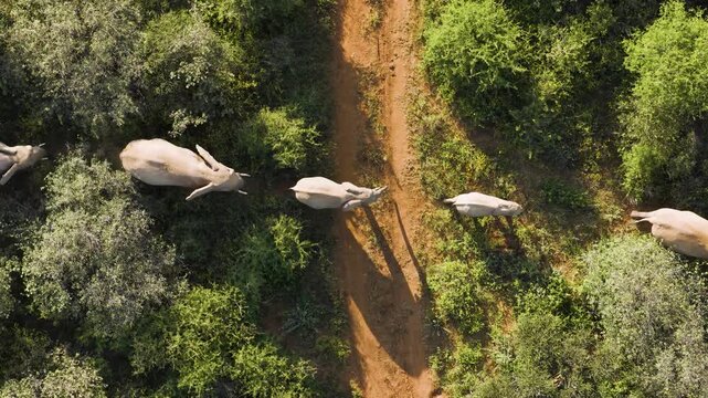 Aerial view of elephants walking along a dirt path through the dense green bushveld in Thabazimbi, Tumbeta Reserve, South Africa.