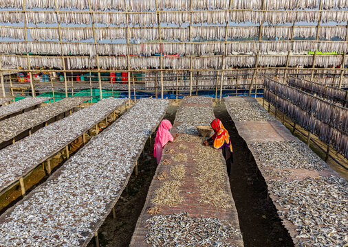 Cox's Bazar, Bangladesh - 09 January 2026: Aerial view of women working at a large fish drying yard, spreading small fish on bamboo racks under the sun in Chittagong Division.