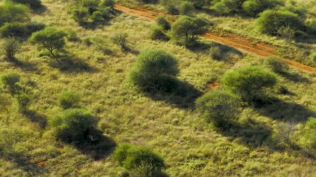 Aerial view of a dirt road winding through the savanna with a hyena grazing in the grass at Tumbeta Reserve, Thabazimbi, Tumbeta Reserve, South Africa.